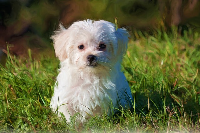Bichon Maltez – Ghid complet pentru iubitorii acestei rase minunate